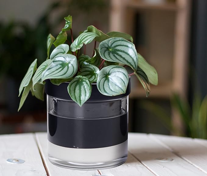Phoenix Vine 6 Inch Self Watering Terracotta Planter, Black Terracotta Clay Pot with Glass Reservoir for Indoor Plants, Herbs, Flowers, Set of 1, 52-C-F-1