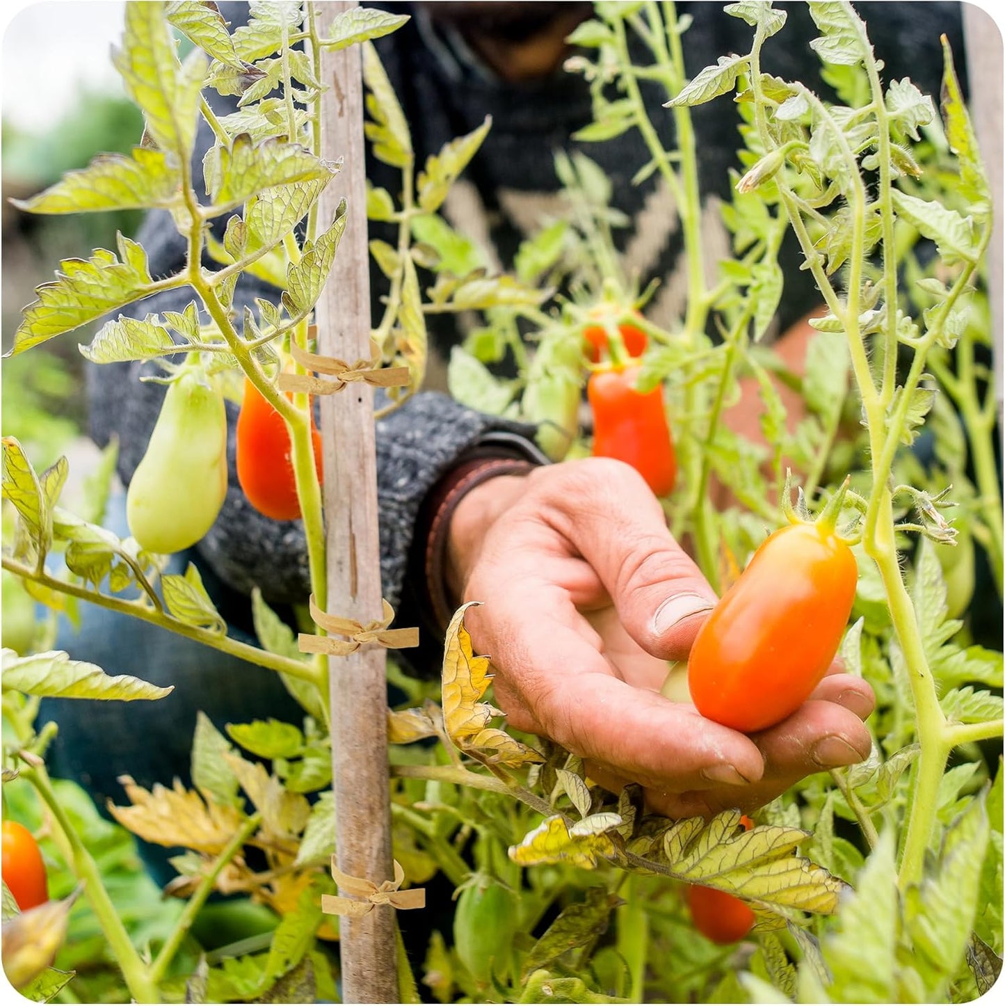 200PCS 6 Inch Kraft Paper Twist Ties, Reusable Cable Ties for Tying Bread, Plant Support, Bread Packaging, Candy Bags and Craft Projects (Brown)