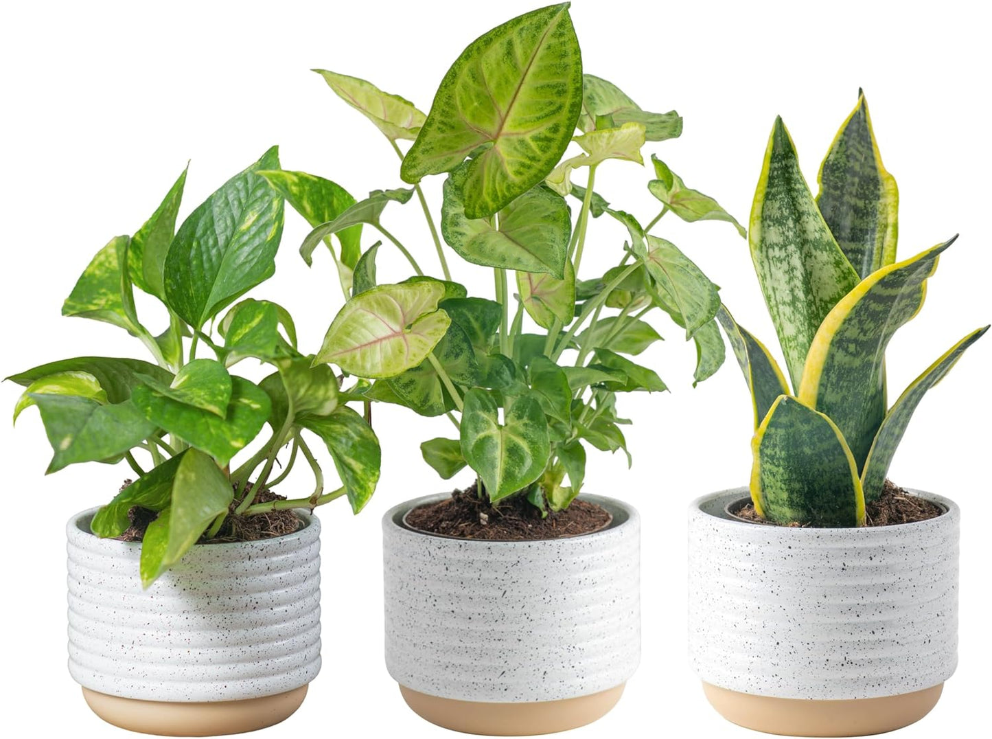 Costa Farms Live Plants (3 Pack), Easy to Grow Real Indoor Houseplants, Air Purifying Plants, Grower's Choice in Home Décor Indoors Plant Pots, New House Gift or Room Décor