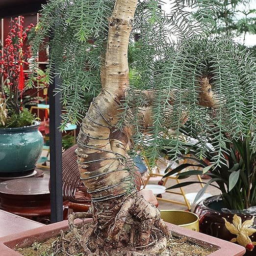 Sanlykate Bonsai Wire Tool Kit with Cutter, 3 Roll Tree Training Wires 98 Feet Total, 1.0mm, 1.5mm, 2.0mm Anodized Aluminum Wire Set, Hold Plant Branches Trunks - Black