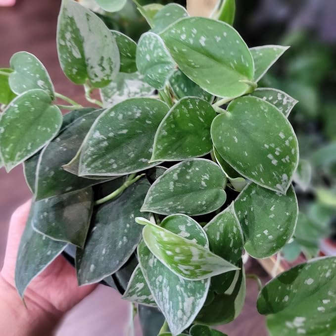 Premium Scindapsus Sterling Plant Potting Mix - Crafted for Luxurious Growth and Stunning Variegation - 1 Quart