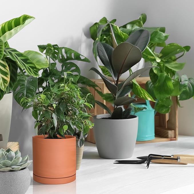 D'vine Dev Small Plus 5 Inch Terracotta Plant Pot with Drainage Hole and Saucer, Round Cylinder Planter Pot for Indoor Plants, 40-X-A-2