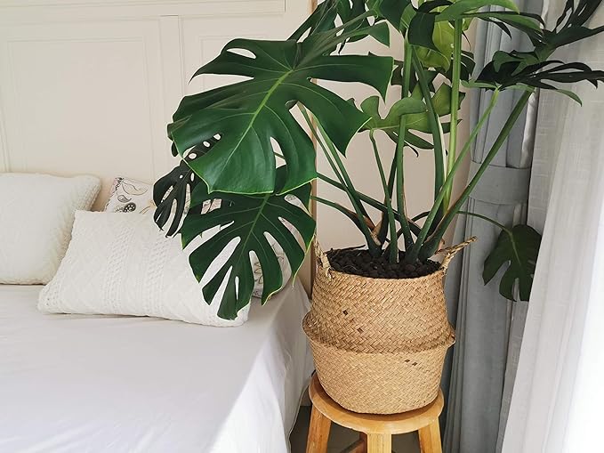 Large Seagrass Plant Basket with Handles, Wicker Woven Storage Basket (14.1“ Diameter x 13.8" Height), Natural)