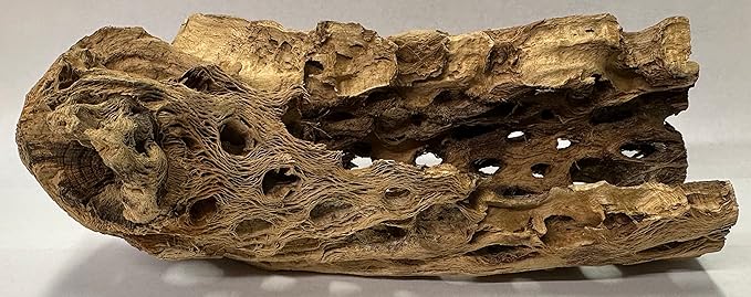 Natural Cholla Wood Chunk Large Air Plant Display Holders Individually Unique Decorative Stands or Holder (Cholla Chunk Large)