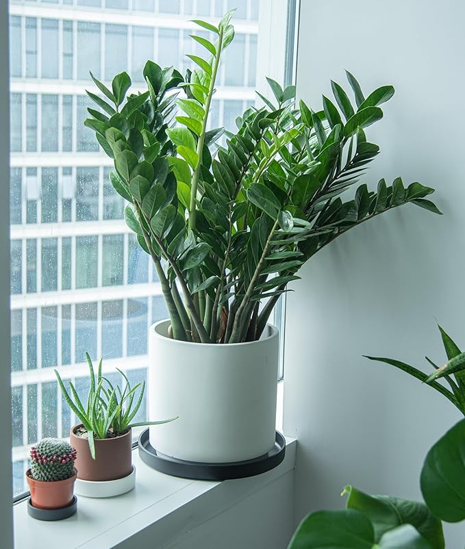 Phoenix Vine 14 Inch Plastic Plant Saucer Water Drip Tray, Heavy Sturdy Round Plant Drainage Tray for Indoors Outdoor, Matte Black, 21-TY-14B-1