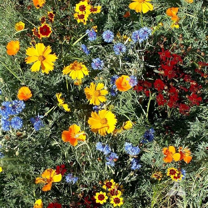 Outsidepride Low Growing Wildflower Seeds - 1/4 lb Dwarf, & Short, Diverse Perennial & Annual Wild Flower Seed Mix with Long Bloom Season for Colorful Display That Thrives on All States
