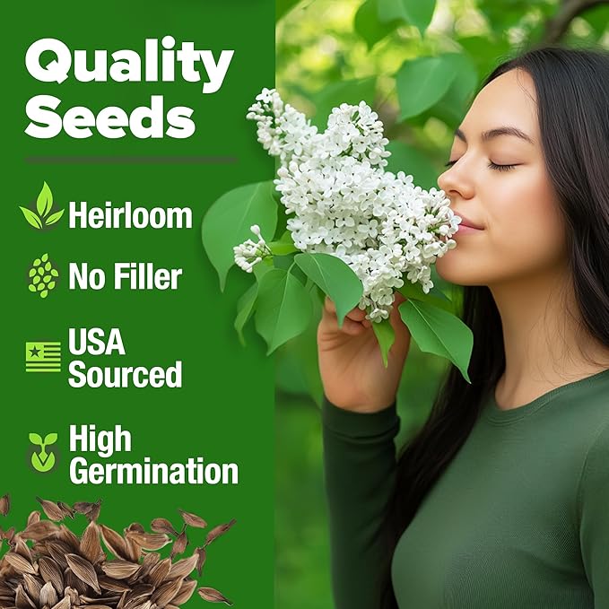 HOME GROWN 𝗨𝗦𝗔 53 White Lilac Flower Seeds Non-GMO, Heirloom Tree Seeds for Planting, Fragrant Flowering Tree Seeds for Landscaping, Pollinator Gardens, and Ornamental Borders (Syringa reticulata)