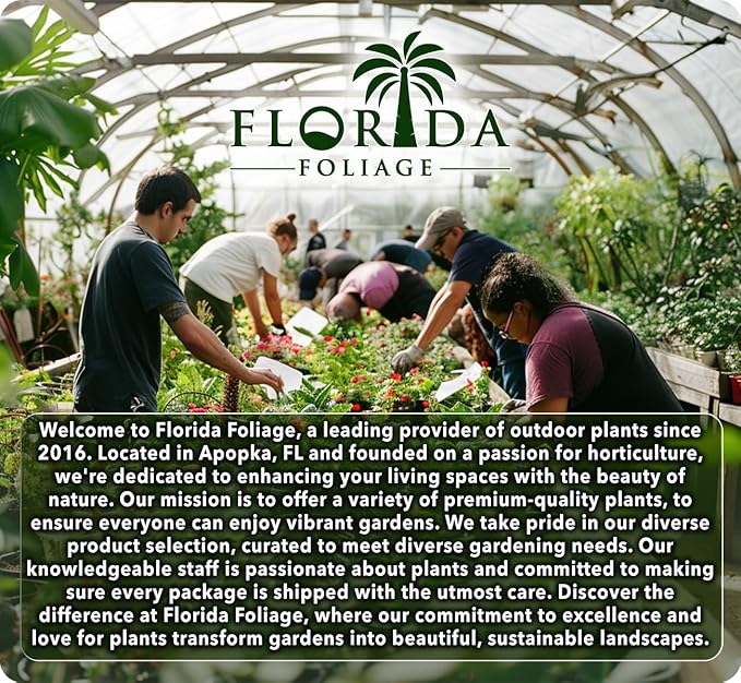 Loropetalum Carolina Midnight | 20 Live Plants | Loropetalum Chinense | Purple Foliage Shrub | Ornamental Landscape Bush | Fast Growing Plants