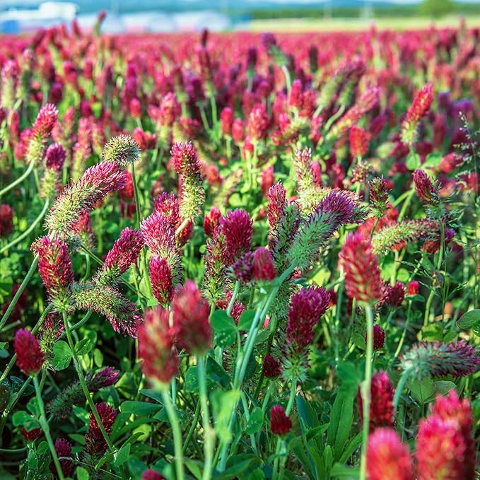 Crimson Clover Seeds (Coated) - 25 Lb Bulk - Garden Cover Crop, Non-GMO, Open Pollinated, Perennial, Heirloom - Coated for Easy Planting