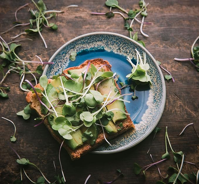 Broccoli Seeds for Sprouting & Microgreens | Waltham 29 Variety | Non GMO & Heirloom Seeds | 8 oz Resealable Bag | Rainbow Heirloom Seed Co.