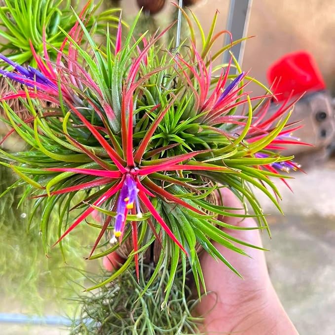 Red Tillandsia Air Plants Live, Set 20 Live Plant, Tillandsia Plants, Succulents Plant Live, Indoor and Outdoor House Plant