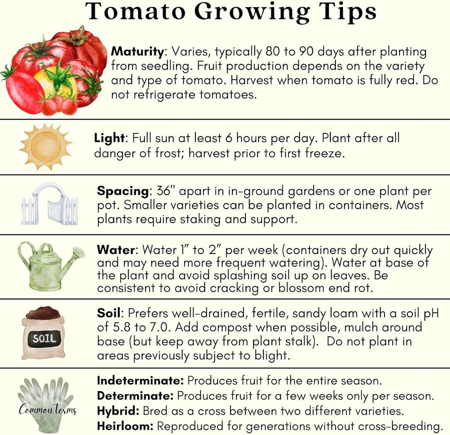 Clovers Yellow Pear Tomato Plants – Two (2) Live Plants – Non-GMO - Not Seeds - Each 4" to 8" Tall – in 4" Inch Pots - Heirloom, Indeterminate