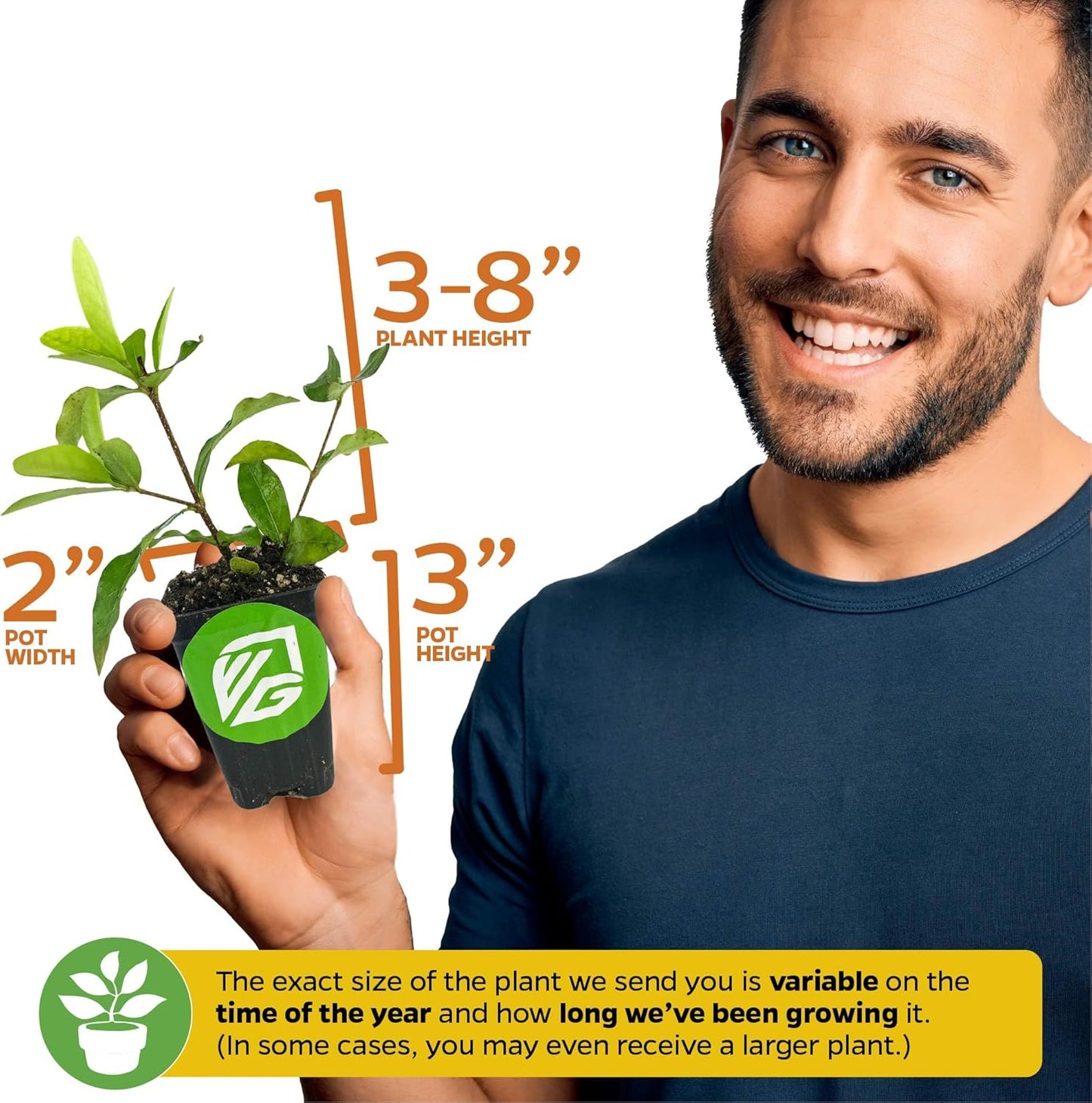 Barbados Cherry Live Plant (Acerola/Wild Crapemyrtle) - Malpighia emarginata - Wellspring Gardens Starter Plant - Healthy Live Plant - Compact Size Fresh Fruit, Ideal for Gardens & Containers