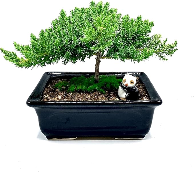 Live Dwarf Juniper Bonsai Tree 4-5years Old with Cute Ceramic Panda | Juniper or Jade Bonsai Tree | Indoor/Outdoor | 100% Handcrafted| Home and Office Décor | Best Gift for Holiday