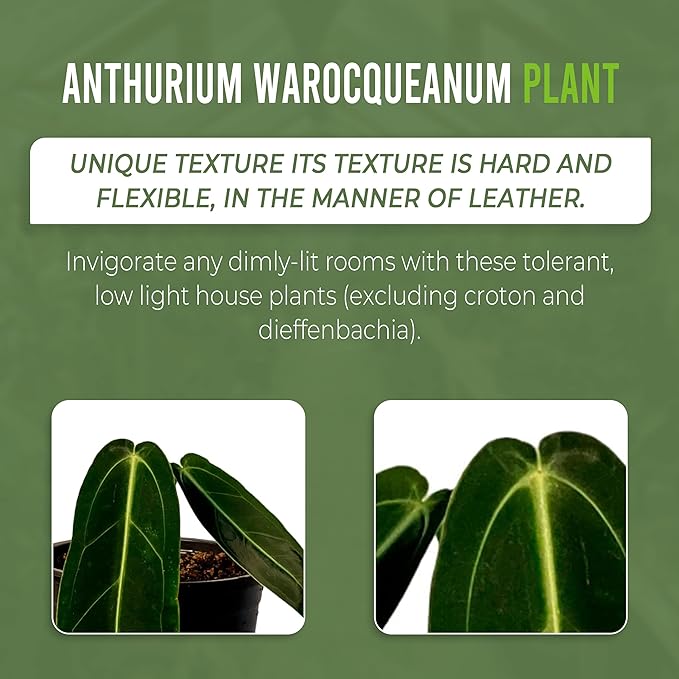 LEAL PLANTS ECUADOR Anthurium Warocqueanum (Pack of 2)| Green Live Plant for Indoors |Rare and Exotic Indoor Plants for Living Room | Queen Anthuriums House Plants | Warocqueanum Heart Plant