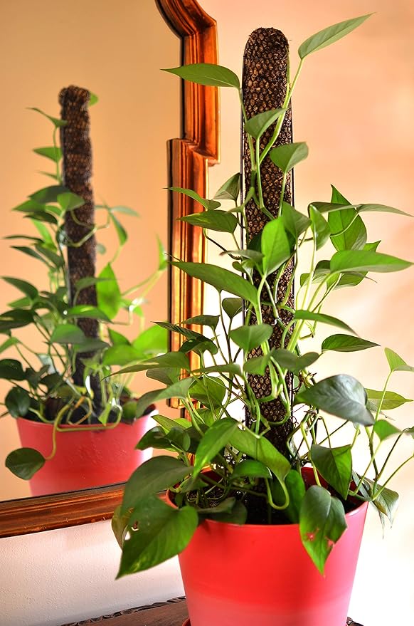 Mosser Lee Sphagnum Moss Pole for Indoor Plants, Monstera Moss Pole, Plant Pole Made in USA - Ideal for Climbing Plants, Enhances Plant Growth & Stability - 30" Height