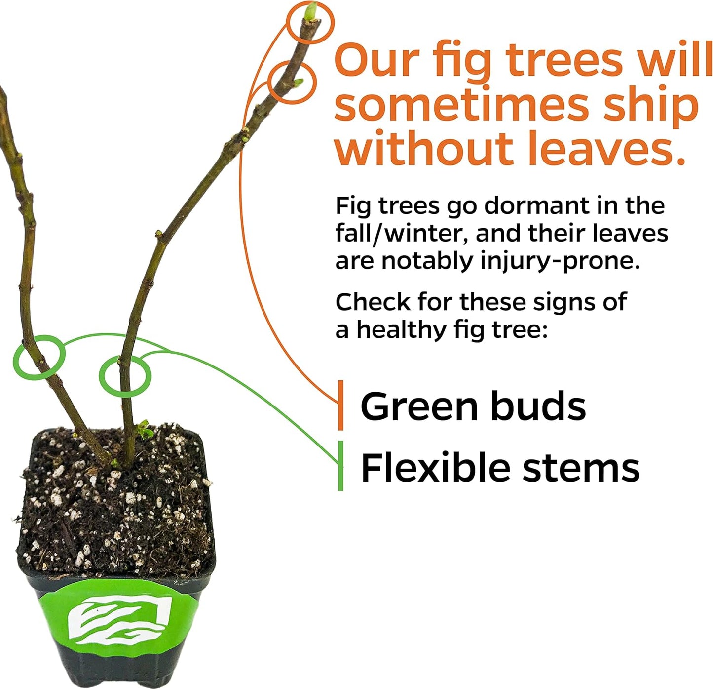 Olympian Fig Tree Live Plant - Ficus carica by Wellspring Gardens - Starter Plant Ideal for Gardens & Containers - Great for Indoor Houseplants, Outdoor Landscaping & Garden Planting
