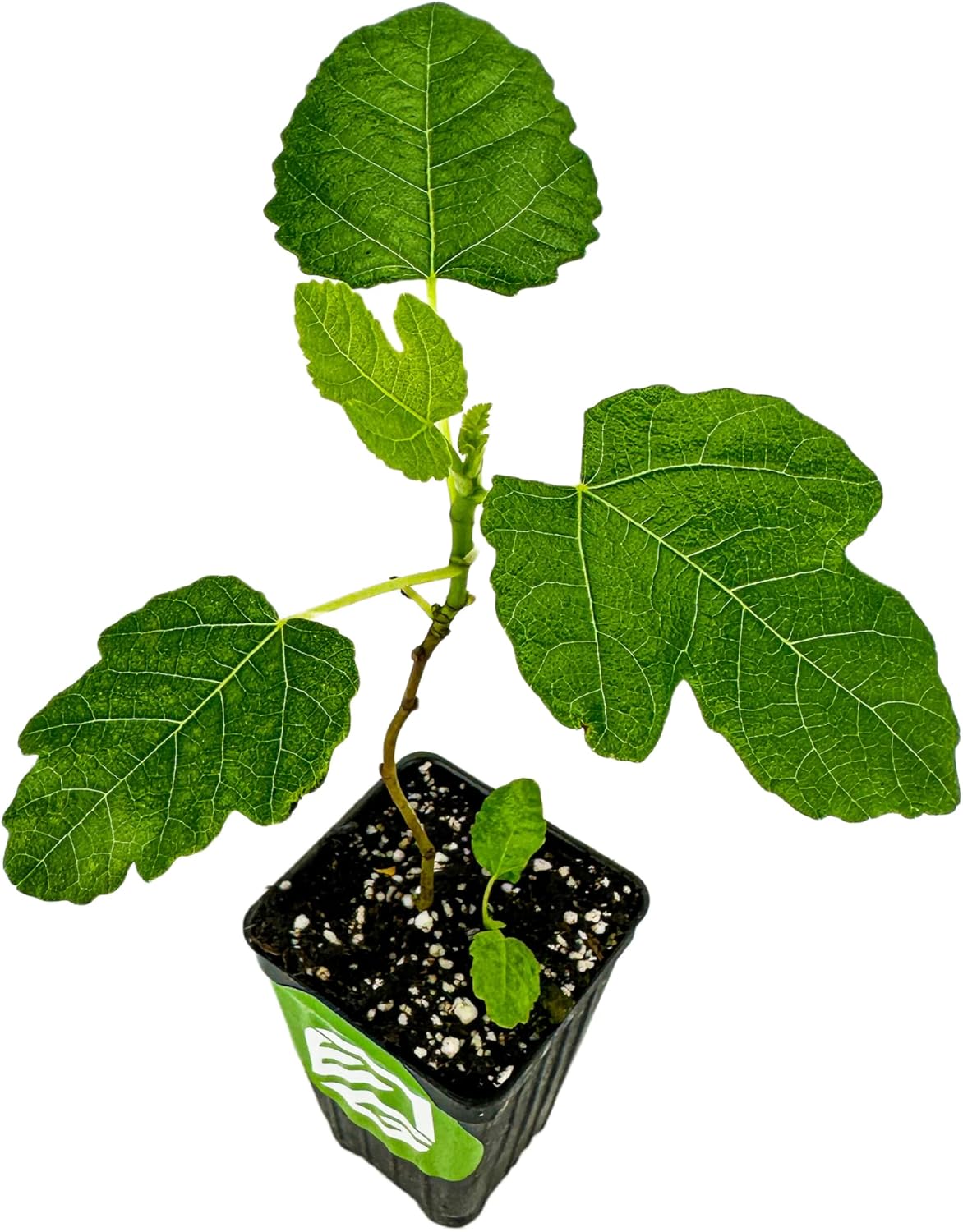 Olympian Fig Tree Live Plant - Ficus carica by Wellspring Gardens - Starter Plant Ideal for Gardens & Containers - Great for Indoor Houseplants, Outdoor Landscaping & Garden Planting