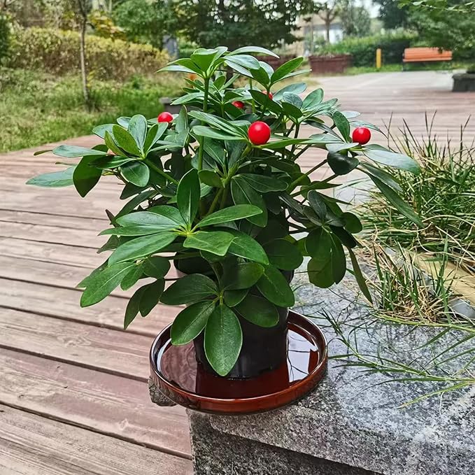 Ceramic Plant Saucer 7 Inch, 2 Pack Round Plant Trays for Indoors/Outdoors, Flower Pot Saucers for Holding Water Drips and Soil, Ceramic Drainage Tray for Plant Pot (Brown)