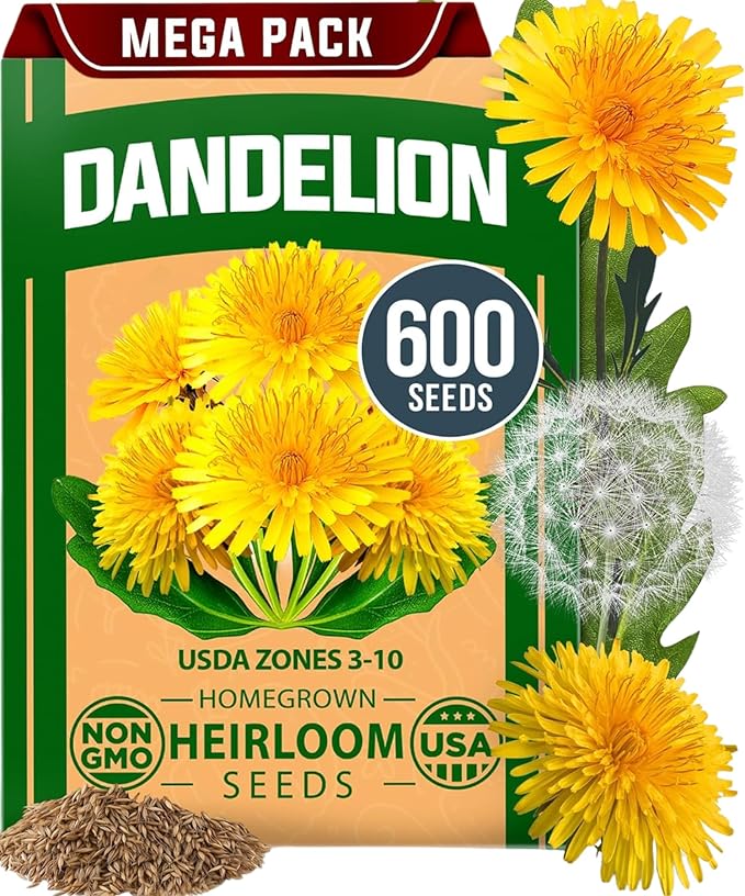 HOME GROWN 𝗨𝗦𝗔 𝗣𝗥𝗘𝗠𝗜𝗨𝗠 Dandelion Seeds for Planting – 600 Heirloom Medicinal Herb Seeds (~0.3g) 𝗡𝗢𝗡-𝗚𝗠𝗢 Grow Edible Leaves and Flowers for Remedies or Wildlife (Taraxacum officinale)