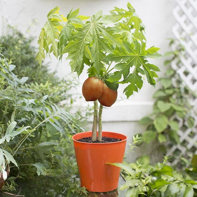 Papaya Plant Potting Mix - Unlock Rich Growth and Flavorful Harvests with Our High-Performance Formula - 20 Quart