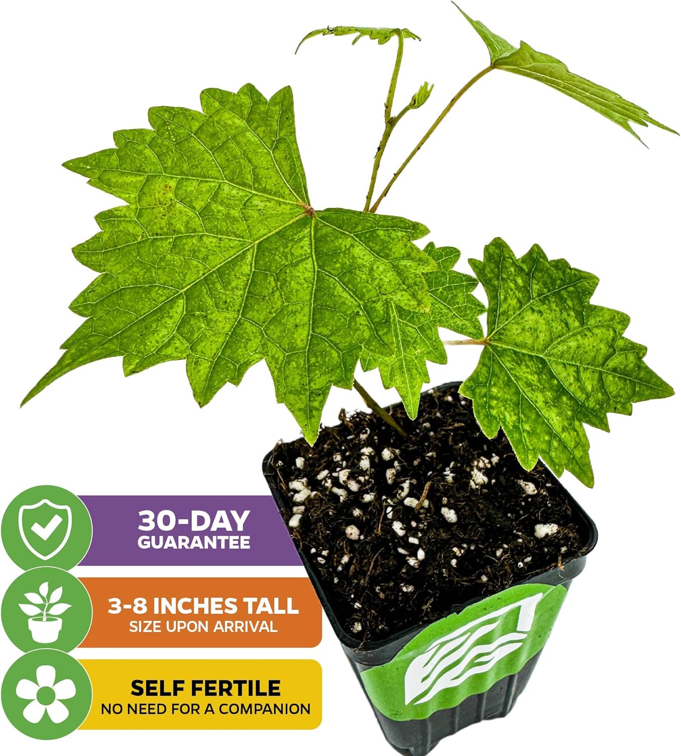 Southern Home Muscadine Grape - Vitis rotundifolia by Wellspring Gardens - Stunning Ornamental Vine, Grapevine for Southern Gardens, Unique Oak-Shaped Leaves, Juicy Black Grapes - Starter Plant