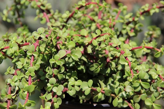 Trailing Elephant Bush Succulents, Hanging Plants Live Succulents Plants Live Houseplants, Hanging Planter Basket, Mini Succulents Live Plants Indoor Plants in Plant Basket by Plants for Pets