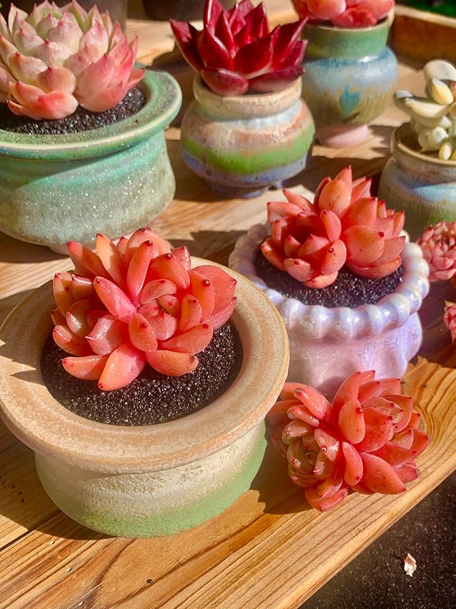 FWPP Echeveria Champagne Rare Live Succulent Plants, Wine 2.5 inches Live Plants Indoor,Bare Root Without Pot Soil,Desk Wedding Baby Shower Decoration Friend Plant Lover Gift