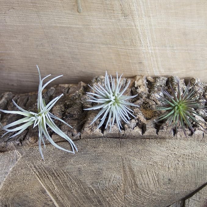 CHIVE Artificial Air Plants — Bulk Set of 5, Small — Ultra Realistic Fake Tillandsia Bromeliad Plants — Decorative Faux Succulents for Home & Office Decor — No Care Needed!