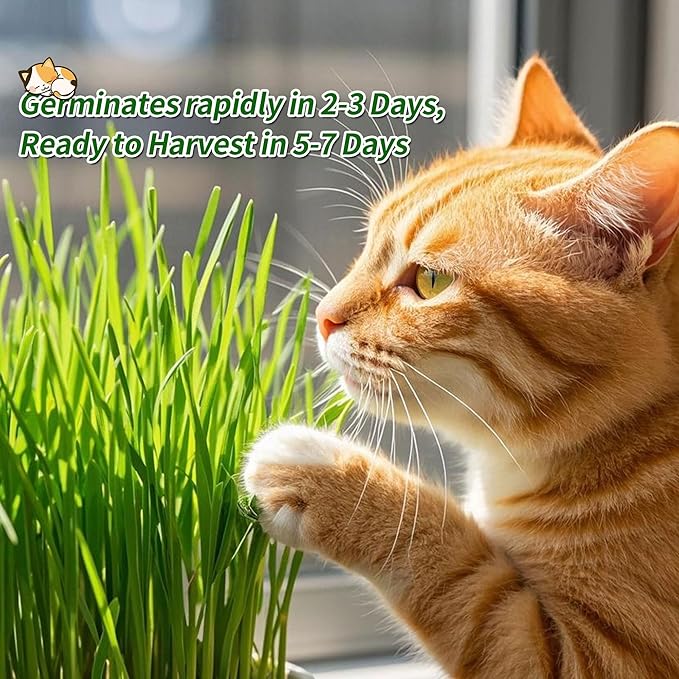 Ceramic Pot Cat Grass for Indoor Cats with Organic Cat Grass Seed Mix – Safe Pet Grass for Cats and Small Pets | Easy-to-Grow Indoor Garden for Pet Digestion (Green)