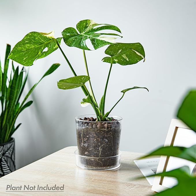 Phoenix Vine 6.5 Inch Clear Acrylic Planter Pot with Tray, Orchid Pot with Drainage Holes, Deep Saucer for Bottom Watering, Transparent Containers for Indoor Plants, Herbs, Set of 4, 91-A-F-4