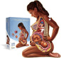 Pregnant Mother Anatomy Jigsaw Puzzle | 488-Piece Science Accurate Adult Puzzle | Educational and Entertaining 3ft x 2ft Poster Size Puzzle | Ideal Gift for Mothers, Educators & Medical Professionals