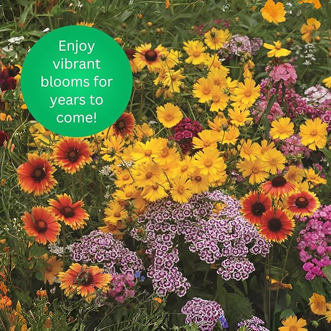 Earth Science Perennial Wildflower Mix - 3-in-1 Formula with Premium Wildflower Seeds—6 lb— Plant Food and Soil Conditioners - Non-GMO, Natural Ingredients