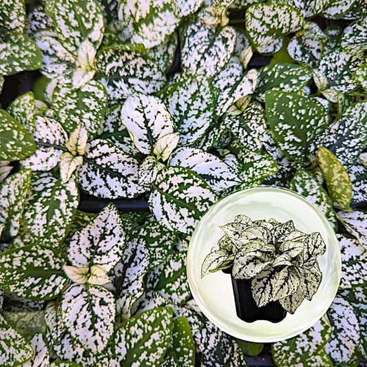 Polka Dot Plant (4-Pack) - Live Houseplants, Small Indoor Plants, Hypoestes White- Colorful, Air-Purifying House Plants