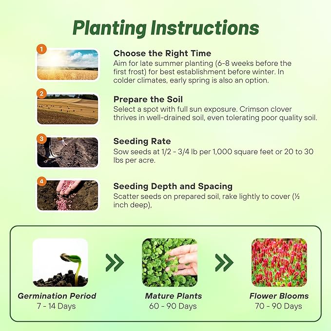 Outsidepride Crimson Clover Seeds - 2 lbs. Annual, Nitrocoated, & Inoculated Ground Cover Seeds, Ideal Clover Seed for Lawn, Cover Crop, Pasture, Hay, Green Manure & Wildlife Forage