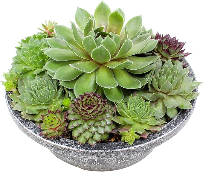Live Sempervivum Planter Bowl, Sempervivum Succulents Plants, Hens and Chicks Succulent Plants, Sempervivum Plants Succulent Planter, Mini Succulents Plants Hens and Chicks Planter by Plants for Pets
