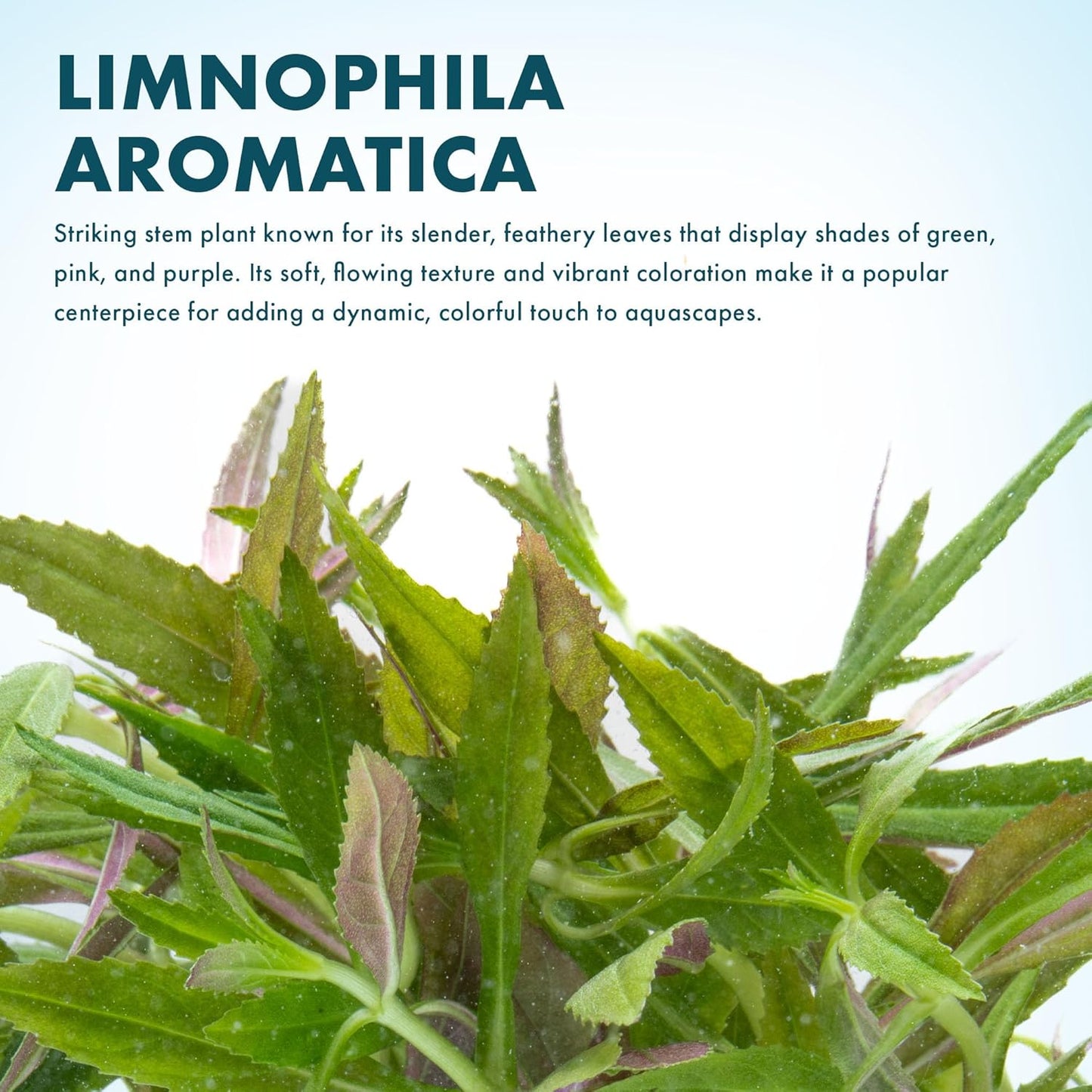 Live Aquarium Stem Plants - Freshwater Aquatic Plant for Fish Tanks, Aquascaping - (Limnophila Aromatica, 1 Bunch)