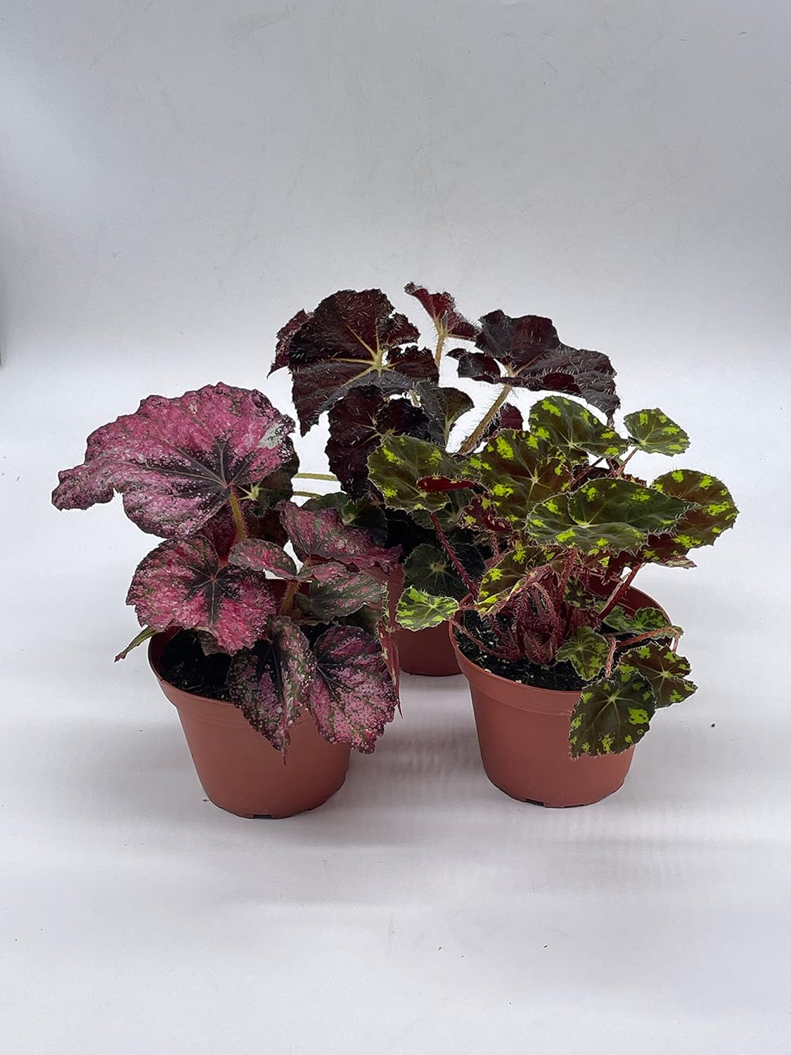 BubbleBlooms Harmony's Begonia Rex Assortment, Warm Summer Colors, 3 Different begonias in 4 inch pots