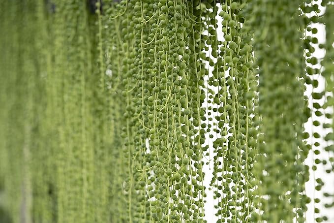 String of Pearls Plant Live Succulents in Hanging Planter, Succulents Plants Live Houseplants Mini Succulents, String of Pearls Live Succulent Live Plants Indoor Plant Indoor Plants by Plants for Pets
