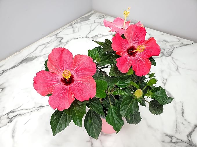 Tropical Plants of Florida - Pink Hibiscus Bush Dwarf - Tropical Flowering Plant Large - 12" to 16" Overall Height - 1 Gallon Planter (Plant Only)