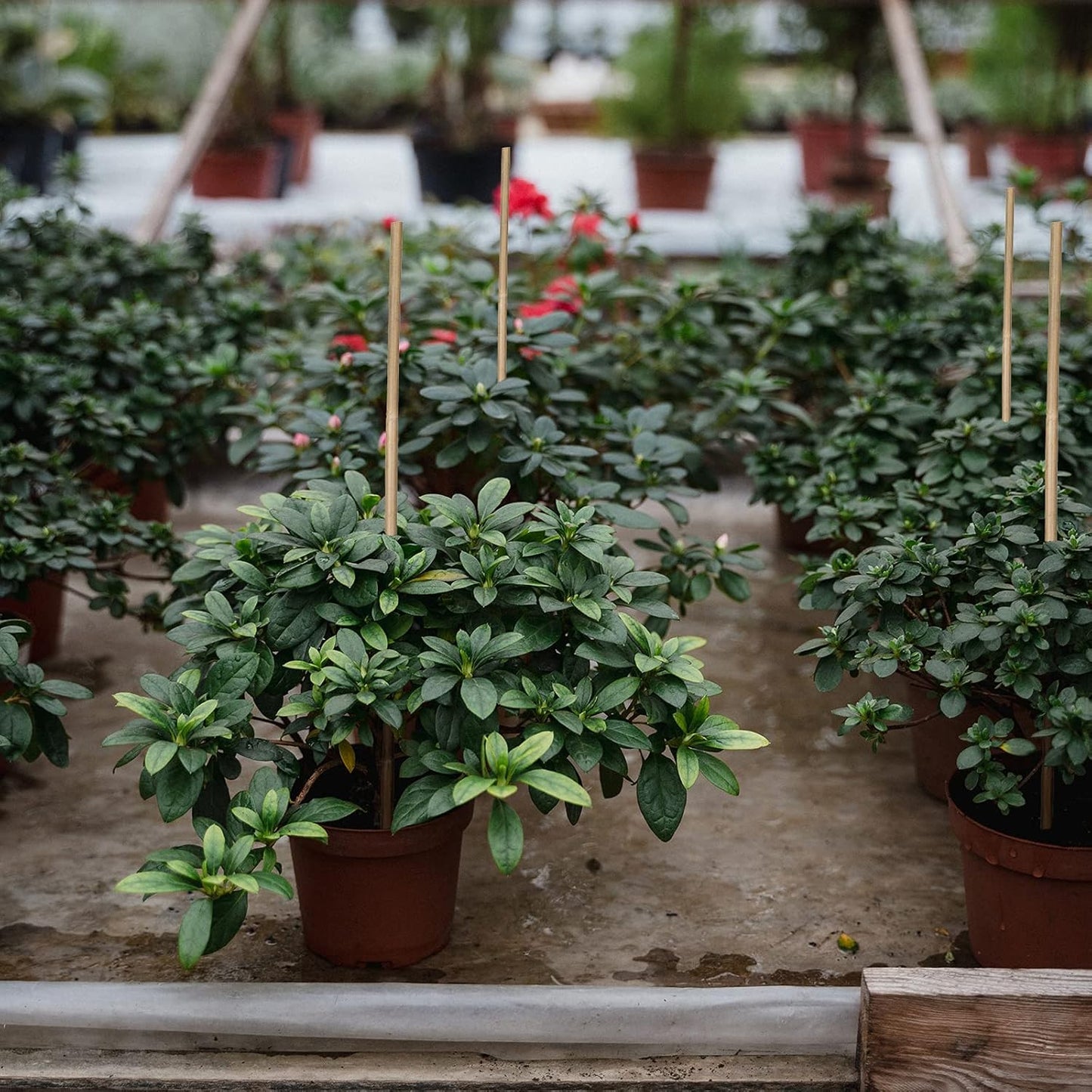 Plant Stakes Natural Garden Bamboo Sticks for Indoor and Outdoor, 20pcs for Tomatoes, Beans, Potted Plants - 18 inches