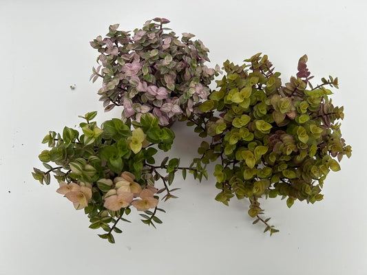 3 Pack Callisia Repens Collectors Pack ~ 3 Varieties VAR Bolivian Gold, Pink Lady and Bolivian Gold ~ Live Potted Houseplants for Home and Garden ~ Low Maintenance, Vibrant Foliage, Indoor Outdoor