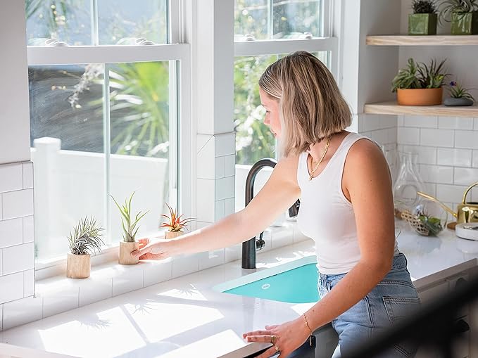 3 Pack Thick Colombian Spanish Moss Live Strands with Wire Hook - Tillandsia Usneiodes - Live Tillandsia Succulent House Plants - Home and Garden Decor - Easy Care Indoor and Outdoor Plants