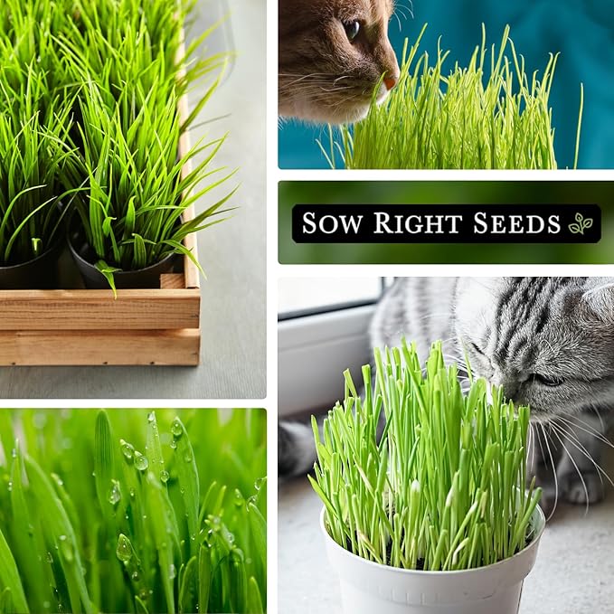 Sow Right Seeds - Cat Grass Seeds for Planting - 100% Sweet Oats - Non-GMO Heirloom Healthy Greens for Cats and Dogs - Easy to Grow - Safe & Natural Indoor Use - Ideal for Pet Lovers