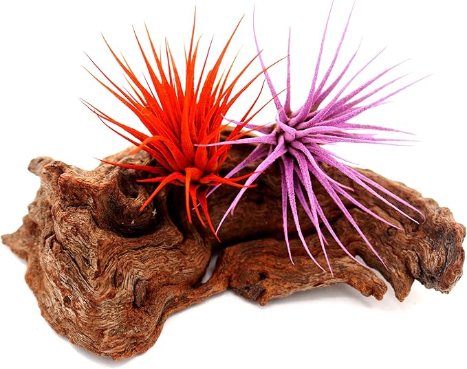 Dyed Tillandsia Ionantha Guatemala Enhanced Colored Colorful Air Plant Live Easy Care Indoor Outdoor Home Decor Gift Airplant by Awesome Industries Live Arrival Guaranteed (Lavender)