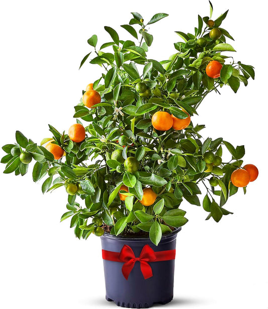 Calamondin Trees Live Plants Outdoor Plant - Dwarf Calamondin Tree Cannot Ship: CA, AZ/TX/LA – Patio Fruit Plant, Real Citrus Tree Pot, Indoor Fruit Trees Live Plants by Via Citrus