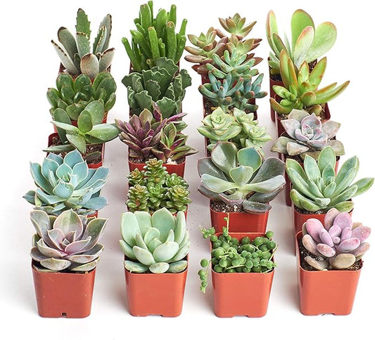 Shop Succulents Unique Succulent Plant Pack Collection - Live Mini Succulent Plants, Low Maintenance, Exceptional Colors & Textures - Wedding and Party Favors, Gift & Garden, Pack of 20