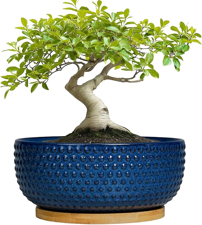Bonsai Pots - 8 Inch Ceramic Pots for Succulent Plants & Bonsai Tree, Planter with Drainage Hole and Saucer, Modern Round Decorative Flower Planters, House Decor, GIFS for Women Man, Blue