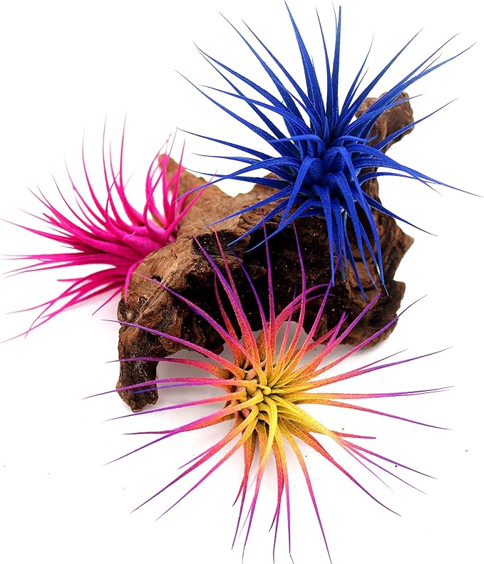 Live Extra Large Tillandsia Ionantha Guatemala Colorful Air Plant 3+ inch Enhanced Color Easy Care Indoor Outdoor Home Decor Gift Airplant by Awesome Industries (Pink XL)