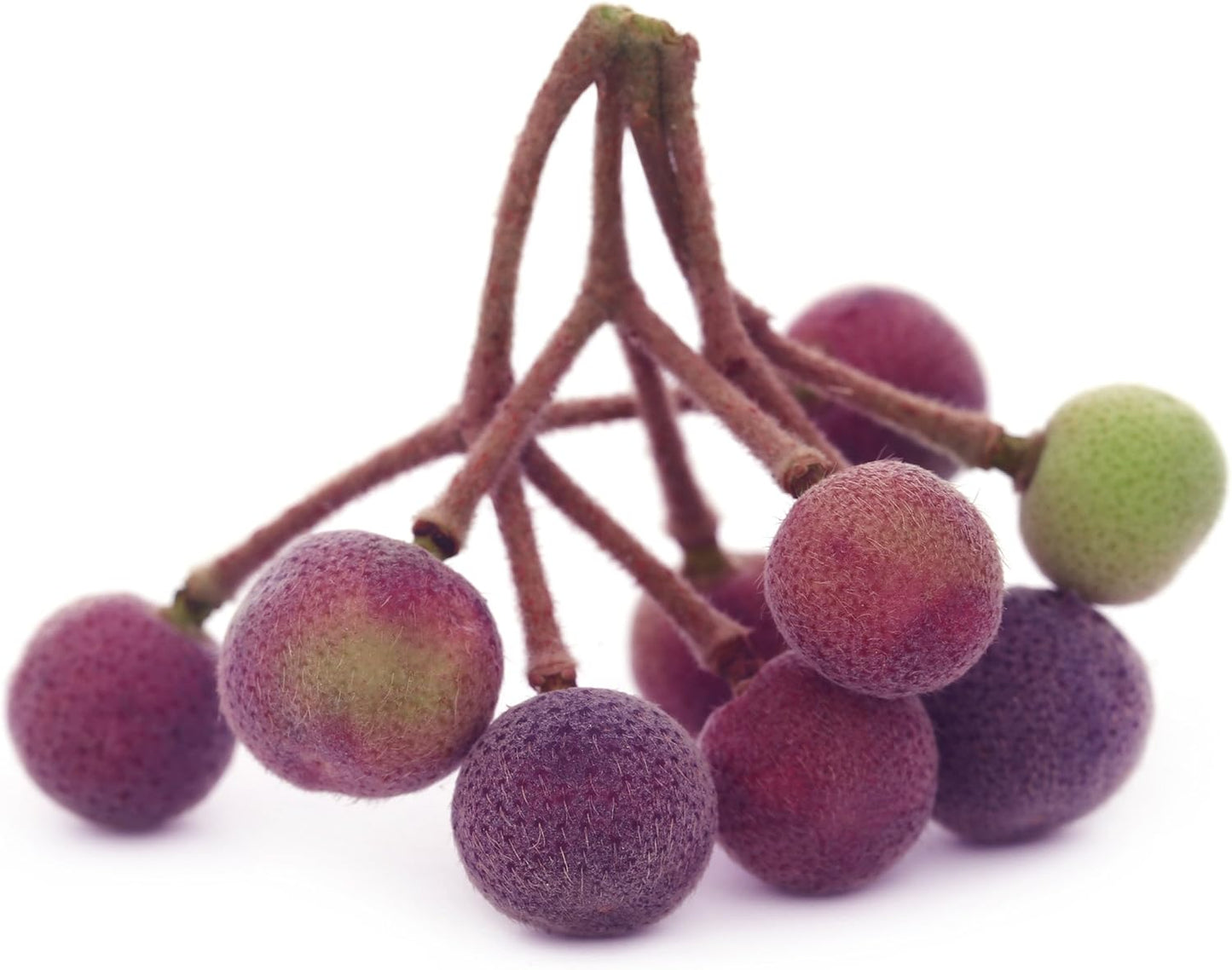 Sherbet Berry Live Plant (Phalsa/Falsa) - Grewia asiatica - Wellspring Gardens Starter Plant - Live Plant Rare Fruit-Bearing Tree - Easy to Grow Tropical Plants for Garden, Yard, Patio & Landscaping